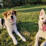 yhdcpups